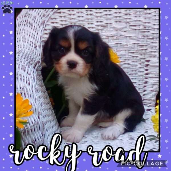 ROCKY ROAD, Cavalier King Charles Spaniel Puppy